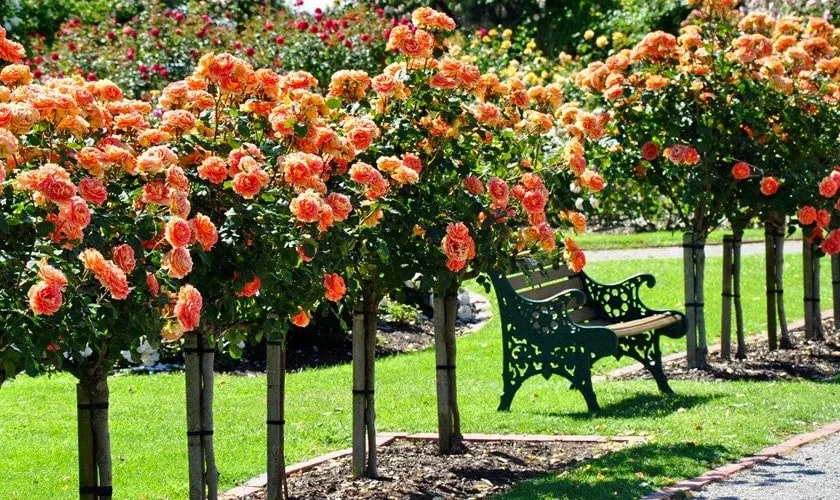 Sadnice ruža stablašica