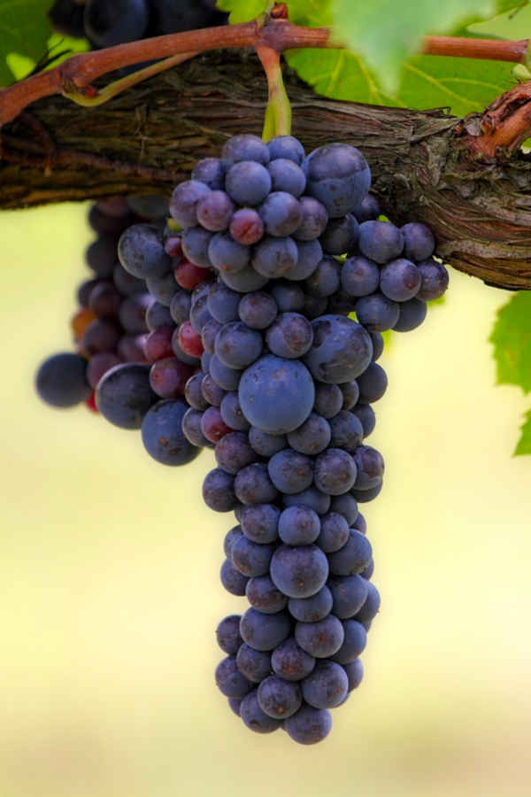 Sadnice vinove loze